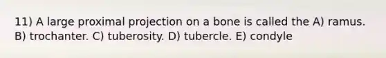 11) A large proximal projection on a bone is called the A) ramus. B) trochanter. C) tuberosity. D) tubercle. E) condyle