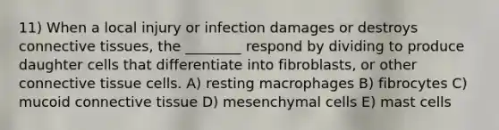 11) When a local injury or infection damages or destroys connective tissues, the ________ respond by dividing to produce daughter cells that differentiate into fibroblasts, or other connective tissue cells. A) resting macrophages B) fibrocytes C) mucoid connective tissue D) mesenchymal cells E) mast cells