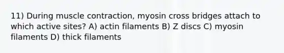 11) During muscle contraction, myosin cross bridges attach to which active sites? A) actin filaments B) Z discs C) myosin filaments D) thick filaments