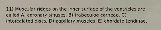 11) Muscular ridges on the inner surface of the ventricles are called A) coronary sinuses. B) trabeculae carneae. C) intercalated discs. D) papillary muscles. E) chordate tendinae.