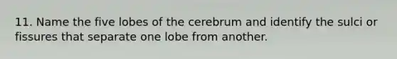 11. Name the five lobes of the cerebrum and identify the sulci or fissures that separate one lobe from another.