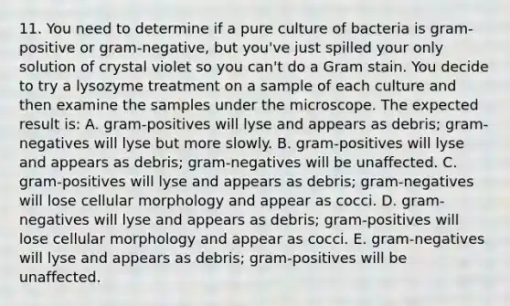 11. You need to determine if a pure culture of bacteria is gram-positive or gram-negative, but you've just spilled your only solution of crystal violet so you can't do a Gram stain. You decide to try a lysozyme treatment on a sample of each culture and then examine the samples under the microscope. The expected result is: A. gram-positives will lyse and appears as debris; gram-negatives will lyse but more slowly. B. gram-positives will lyse and appears as debris; gram-negatives will be unaffected. C. gram-positives will lyse and appears as debris; gram-negatives will lose cellular morphology and appear as cocci. D. gram-negatives will lyse and appears as debris; gram-positives will lose cellular morphology and appear as cocci. E. gram-negatives will lyse and appears as debris; gram-positives will be unaffected.