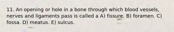 11. An opening or hole in a bone through which <a href='https://www.questionai.com/knowledge/kZJ3mNKN7P-blood-vessels' class='anchor-knowledge'>blood vessels</a>, nerves and ligaments pass is called a A) fissure. B) foramen. C) fossa. D) meatus. E) sulcus.