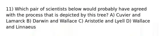 11) Which pair of scientists below would probably have agreed with the process that is depicted by this tree? A) Cuvier and Lamarck B) Darwin and Wallace C) Aristotle and Lyell D) Wallace and Linnaeus