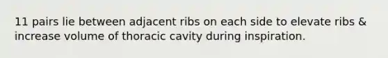 11 pairs lie between adjacent ribs on each side to elevate ribs & increase volume of thoracic cavity during inspiration.