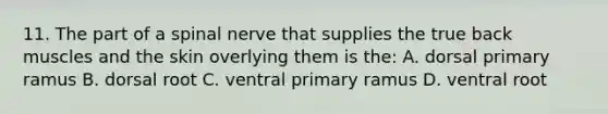 11. The part of a spinal nerve that supplies the true back muscles and the skin overlying them is the: A. dorsal primary ramus B. dorsal root C. ventral primary ramus D. ventral root