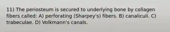 11) The periosteum is secured to underlying bone by collagen fibers called: A) perforating (Sharpey's) fibers. B) canaliculi. C) trabeculae. D) Volkmann's canals.