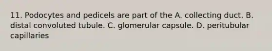 11. Podocytes and pedicels are part of the A. collecting duct. B. distal convoluted tubule. C. glomerular capsule. D. peritubular capillaries