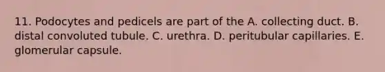 11. Podocytes and pedicels are part of the A. collecting duct. B. distal convoluted tubule. C. urethra. D. peritubular capillaries. E. glomerular capsule.