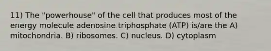 11) The "powerhouse" of the cell that produces most of the energy molecule adenosine triphosphate (ATP) is/are the A) mitochondria. B) ribosomes. C) nucleus. D) cytoplasm