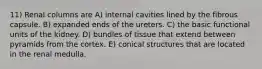 11) Renal columns are A) internal cavities lined by the fibrous capsule. B) expanded ends of the ureters. C) the basic functional units of the kidney. D) bundles of tissue that extend between pyramids from the cortex. E) conical structures that are located in the renal medulla.