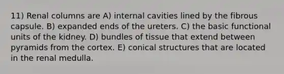 11) Renal columns are A) internal cavities lined by the fibrous capsule. B) expanded ends of the ureters. C) the basic functional units of the kidney. D) bundles of tissue that extend between pyramids from the cortex. E) conical structures that are located in the renal medulla.