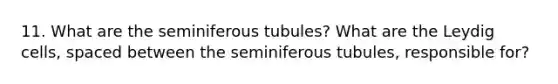 11. What are the seminiferous tubules? What are the Leydig cells, spaced between the seminiferous tubules, responsible for?