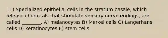 11) Specialized epithelial cells in the stratum basale, which release chemicals that stimulate sensory nerve endings, are called ________. A) melanocytes B) Merkel cells C) Langerhans cells D) keratinocytes E) stem cells