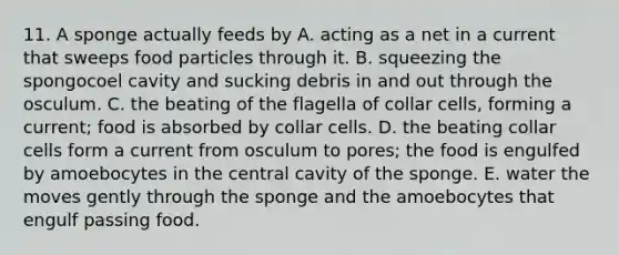 11. A sponge actually feeds by A. acting as a net in a current that sweeps food particles through it. B. squeezing the spongocoel cavity and sucking debris in and out through the osculum. C. the beating of the flagella of collar cells, forming a current; food is absorbed by collar cells. D. the beating collar cells form a current from osculum to pores; the food is engulfed by amoebocytes in the central cavity of the sponge. E. water the moves gently through the sponge and the amoebocytes that engulf passing food.