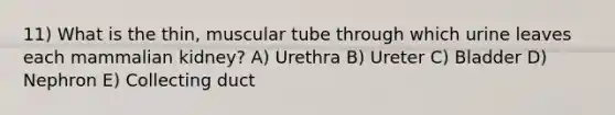 11) What is the thin, muscular tube through which urine leaves each mammalian kidney? A) Urethra B) Ureter C) Bladder D) Nephron E) Collecting duct