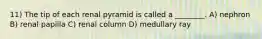 11) The tip of each renal pyramid is called a ________. A) nephron B) renal papilla C) renal column D) medullary ray