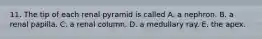11. The tip of each renal pyramid is called A. a nephron. B. a renal papilla. C. a renal column. D. a medullary ray. E. the apex.