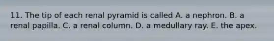 11. The tip of each renal pyramid is called A. a nephron. B. a renal papilla. C. a renal column. D. a medullary ray. E. the apex.