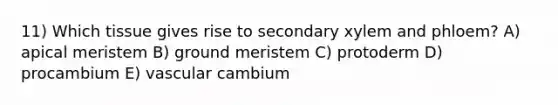 11) Which tissue gives rise to secondary xylem and phloem? A) apical meristem B) ground meristem C) protoderm D) procambium E) vascular cambium