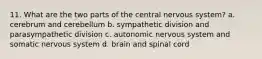 11. What are the two parts of the central nervous system? a. cerebrum and cerebellum b. sympathetic division and parasympathetic division c. autonomic nervous system and somatic nervous system d. brain and spinal cord