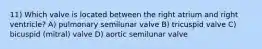 11) Which valve is located between the right atrium and right ventricle? A) pulmonary semilunar valve B) tricuspid valve C) bicuspid (mitral) valve D) aortic semilunar valve