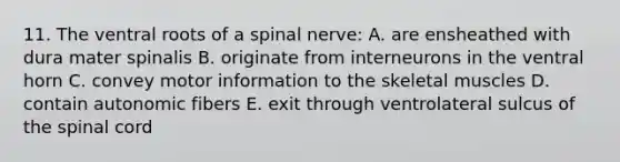 11. The ventral roots of a spinal nerve: A. are ensheathed with dura mater spinalis B. originate from interneurons in the ventral horn C. convey motor information to the skeletal muscles D. contain autonomic fibers E. exit through ventrolateral sulcus of the spinal cord