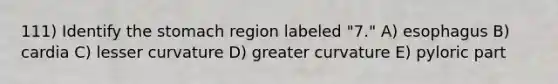 111) Identify the stomach region labeled "7." A) esophagus B) cardia C) lesser curvature D) greater curvature E) pyloric part