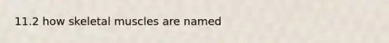 11.2 how skeletal muscles are named