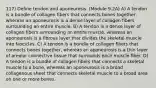 117) Define tendon and aponeurosis. (Module 9.2A) A) A tendon is a bundle of collagen fibers that connects bones together, whereas an aponeurosis is a dense layer of collagen fibers surrounding an entire muscle. B) A tendon is a dense layer of collagen fibers surrounding an entire muscle, whereas an aponeurosis is a fibrous layer that divides the skeletal muscle into fascicles. C) A tendon is a bundle of collagen fibers that connects bones together, whereas an aponeurosis is a thin layer of areolar connective tissue that surrounds each muscle fiber. D) A tendon is a bundle of collagen fibers that connects a skeletal muscle to a bone, whereas an aponeurosis is a broad collagenous sheet that connects skeletal muscle to a broad area on one or more bones.