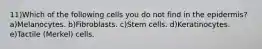 11)Which of the following cells you do not find in the epidermis? a)Melanocytes. b)Fibroblasts. c)Stem cells. d)Keratinocytes. e)Tactile (Merkel) cells.