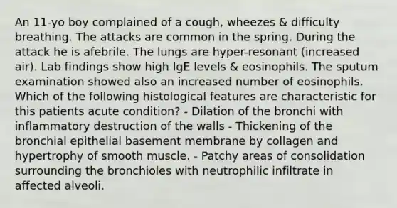 An 11-yo boy complained of a cough, wheezes & difficulty breathing. The attacks are common in the spring. During the attack he is afebrile. The lungs are hyper-resonant (increased air). Lab findings show high IgE levels & eosinophils. The sputum examination showed also an increased number of eosinophils. Which of the following histological features are characteristic for this patients acute condition? - Dilation of the bronchi with inflammatory destruction of the walls - Thickening of the bronchial epithelial basement membrane by collagen and hypertrophy of smooth muscle. - Patchy areas of consolidation surrounding the bronchioles with neutrophilic infiltrate in affected alveoli.