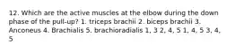 12. Which are the active muscles at the elbow during the down phase of the pull-up? 1. triceps brachii 2. biceps brachii 3. Anconeus 4. Brachialis 5. brachioradialis 1, 3 2, 4, 5 1, 4, 5 3, 4, 5