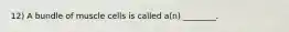 12) A bundle of muscle cells is called a(n) ________.