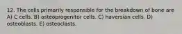 12. The cells primarily responsible for the breakdown of bone are A) C cells. B) osteoprogenitor cells. C) haversian cells. D) osteoblasts. E) osteoclasts.