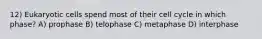 12) Eukaryotic cells spend most of their cell cycle in which phase? A) prophase B) telophase C) metaphase D) interphase