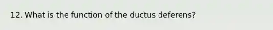 12. What is the function of the ductus deferens?