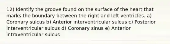 12) Identify the groove found on the surface of the heart that marks the boundary between the right and left ventricles. a) Coronary sulcus b) Anterior interventricular sulcus c) Posterior interventricular sulcus d) Coronary sinus e) Anterior intraventricular sulcus