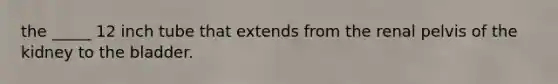 the _____ 12 inch tube that extends from the renal pelvis of the kidney to the bladder.
