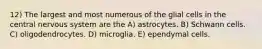 12) The largest and most numerous of the glial cells in the central nervous system are the A) astrocytes. B) Schwann cells. C) oligodendrocytes. D) microglia. E) ependymal cells.