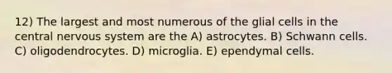 12) The largest and most numerous of the glial cells in the central nervous system are the A) astrocytes. B) Schwann cells. C) oligodendrocytes. D) microglia. E) ependymal cells.