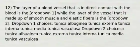 12) The layer of a blood vessel that is in direct contact with <a href='https://www.questionai.com/knowledge/k7oXMfj7lk-the-blood' class='anchor-knowledge'>the blood</a> is the [dropdown 1] while the layer of the vessel that is made up of smooth muscle and elastic fibers is the [dropdown 2]. Dropdown 1 choices: tunica albuginea tunica externa tunica interna tunica media tunica vasculosa Dropdown 2 choices:: tunica albuginea tunica externa tunica interna tunica media tunica vasculosa