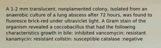 A 1-2 mm translucent. nonplamented colony, Isolated from an anaerobic culture of a lung abscess after 72 hours, was found to fluoresce brick-red under ultraviclet light. A Gram stain of the organism revealed a coccobacillus that had the following characteristics growth in bile: inhibited vancomycin: resistant kanamycin: resistant collstin: susceptible catalase :negative