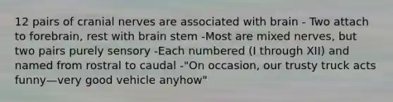 12 pairs of cranial nerves are associated with brain - Two attach to forebrain, rest with brain stem -Most are mixed nerves, but two pairs purely sensory -Each numbered (I through XII) and named from rostral to caudal -"On occasion, our trusty truck acts funny—very good vehicle anyhow"