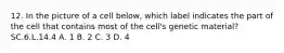 12. In the picture of a cell below, which label indicates the part of the cell that contains most of the cell's genetic material? SC.6.L.14.4 A. 1 B. 2 C. 3 D. 4