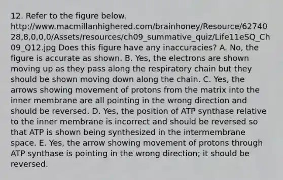 12. Refer to the figure below. http://www.macmillanhighered.com/brainhoney/Resource/6274028,8,0,0,0/Assets/resources/ch09_summative_quiz/Life11eSQ_Ch09_Q12.jpg Does this figure have any inaccuracies? A. No, the figure is accurate as shown. B. Yes, the electrons are shown moving up as they pass along the respiratory chain but they should be shown moving down along the chain. C. Yes, the arrows showing movement of protons from the matrix into the inner membrane are all pointing in the wrong direction and should be reversed. D. Yes, the position of ATP synthase relative to the inner membrane is incorrect and should be reversed so that ATP is shown being synthesized in the intermembrane space. E. Yes, the arrow showing movement of protons through ATP synthase is pointing in the wrong direction; it should be reversed.