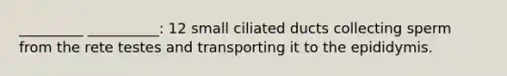 _________ __________: 12 small ciliated ducts collecting sperm from the rete testes and transporting it to the epididymis.