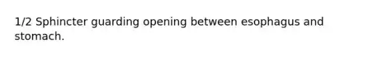 1/2 Sphincter guarding opening between esophagus and stomach.