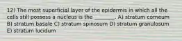 12) The most superficial layer of the epidermis in which all the cells still possess a nucleus is the ________. A) stratum corneum B) stratum basale C) stratum spinosum D) stratum granulosum E) stratum lucidum