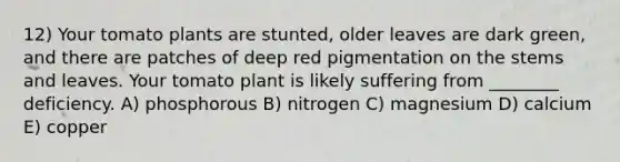 12) Your tomato plants are stunted, older leaves are dark green, and there are patches of deep red pigmentation on the stems and leaves. Your tomato plant is likely suffering from ________ deficiency. A) phosphorous B) nitrogen C) magnesium D) calcium E) copper